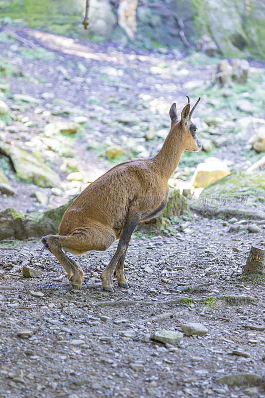 羚羊(Rupicapra Rupicapra)撒尿